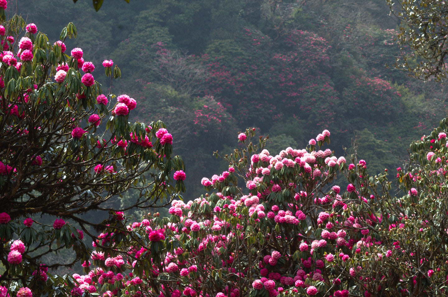 Tree Rhododendron Rhododendron arboreum 100 Seeds  USA Company