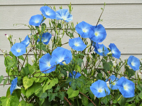 Heavenly Blue Morning Glory Ipomoea tricolor 100 Seeds