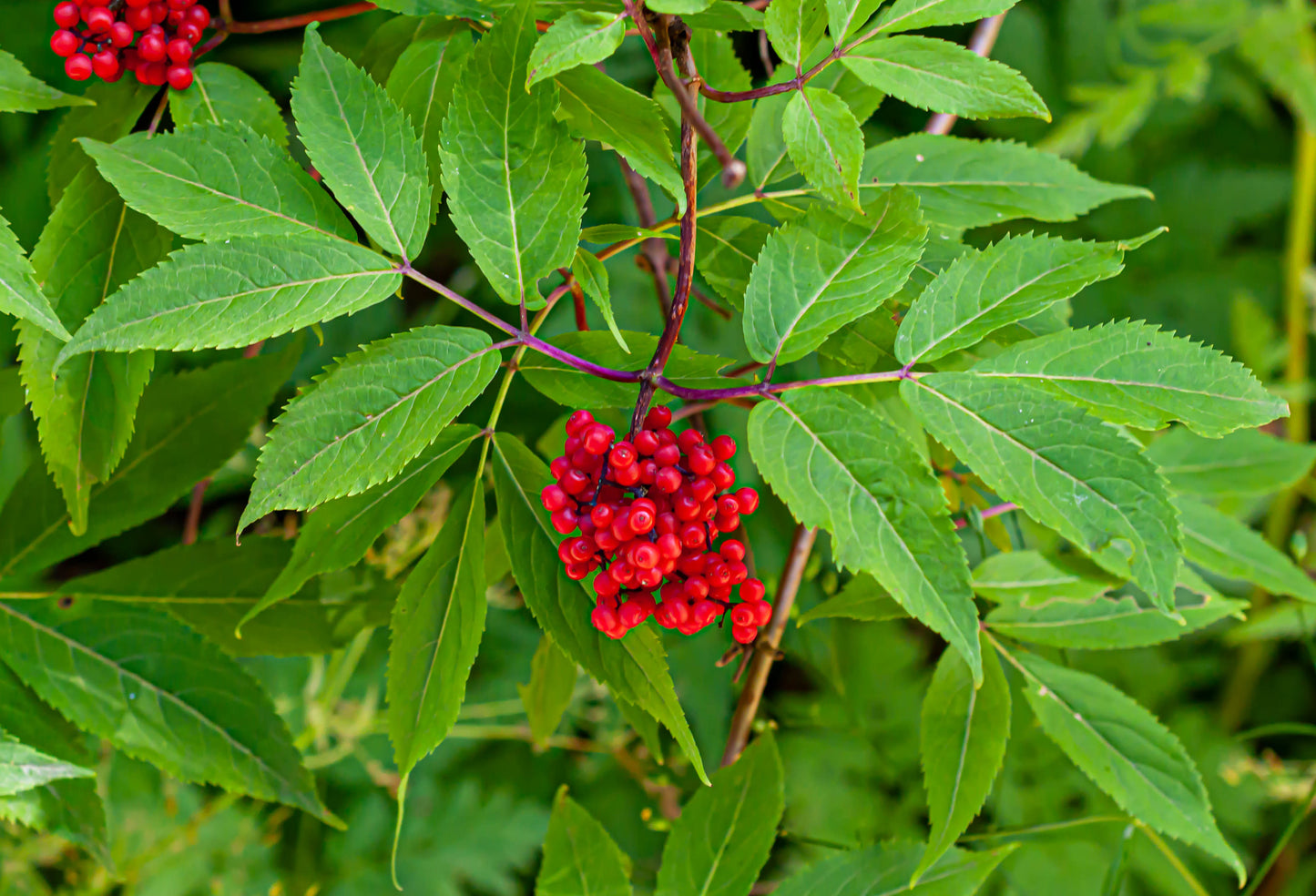 Red Elderberry Sambucus racemosa 500 Seeds  USA Company