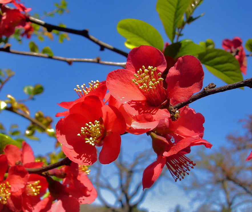 japanese flower seeds Japanese Quince Chaenomeles japonica 100 Seeds – R&B Floridaseeds