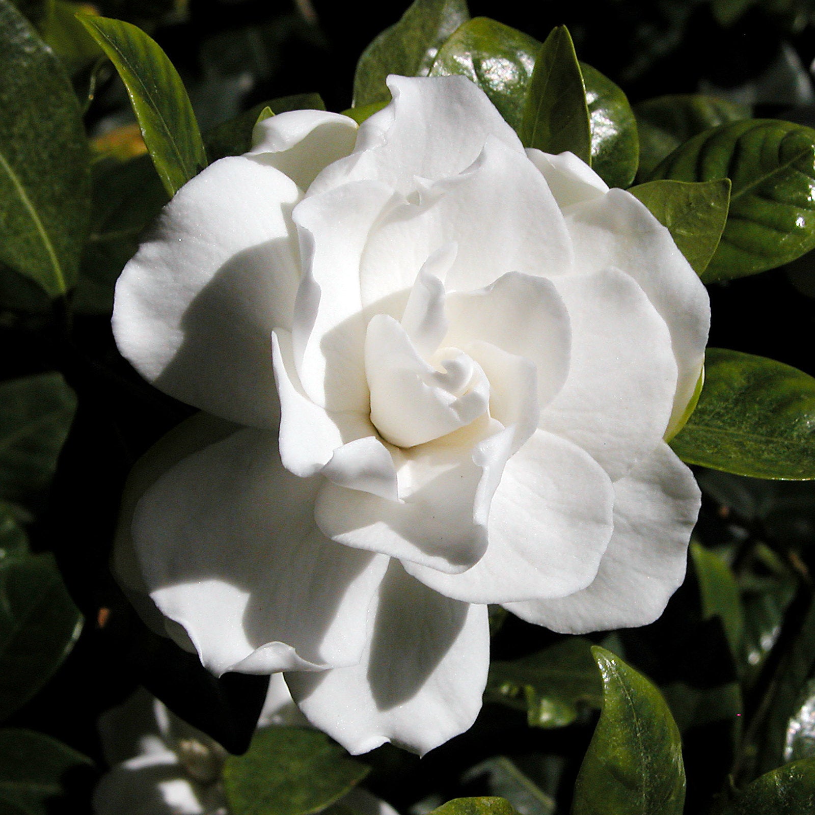 gardenia flower seeds Gardenia 100 Seeds Gardenia jasminoides – R&B Floridaseeds