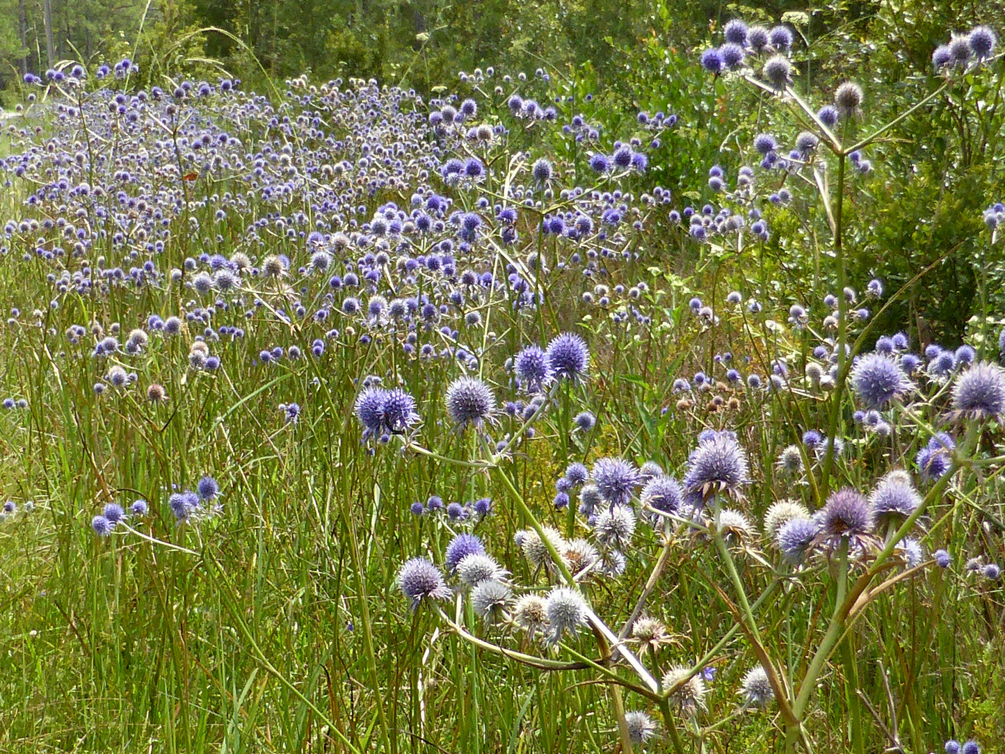 Marsh Rattlesnake Master 100 Seeds Master Eryngium aquaticum
