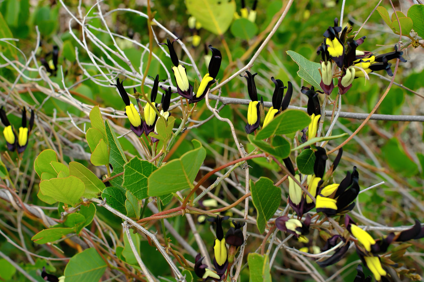 Black Coral Pea Kennedia nigricans 10 Seeds  USA Company