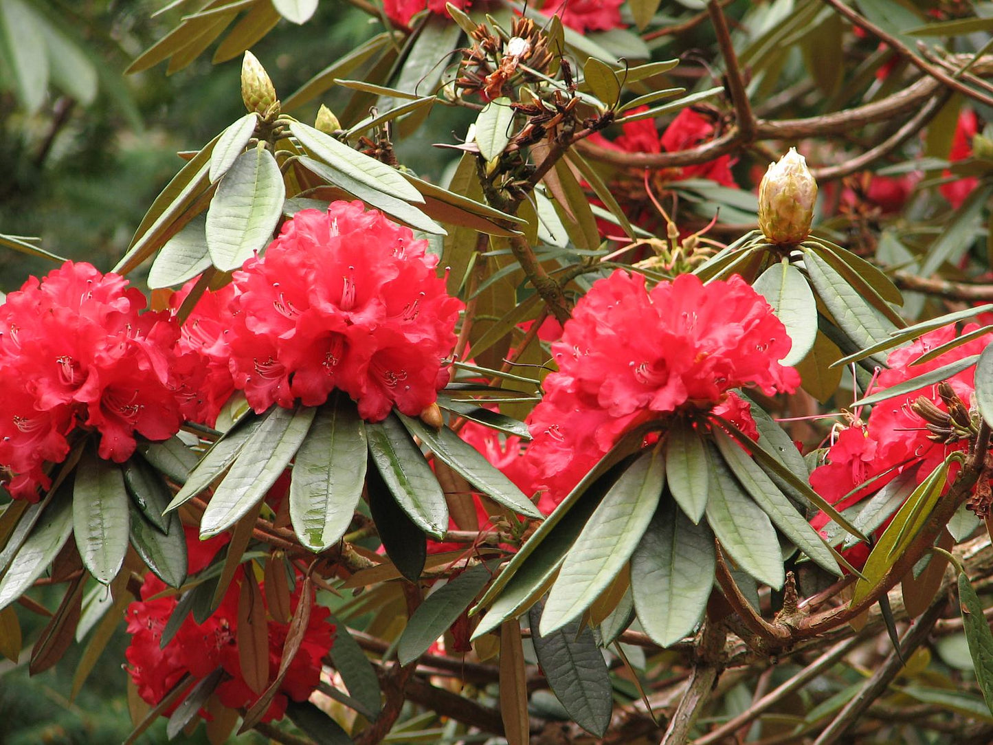 Tree Rhododendron Rhododendron arboreum 100 Seeds  USA Company