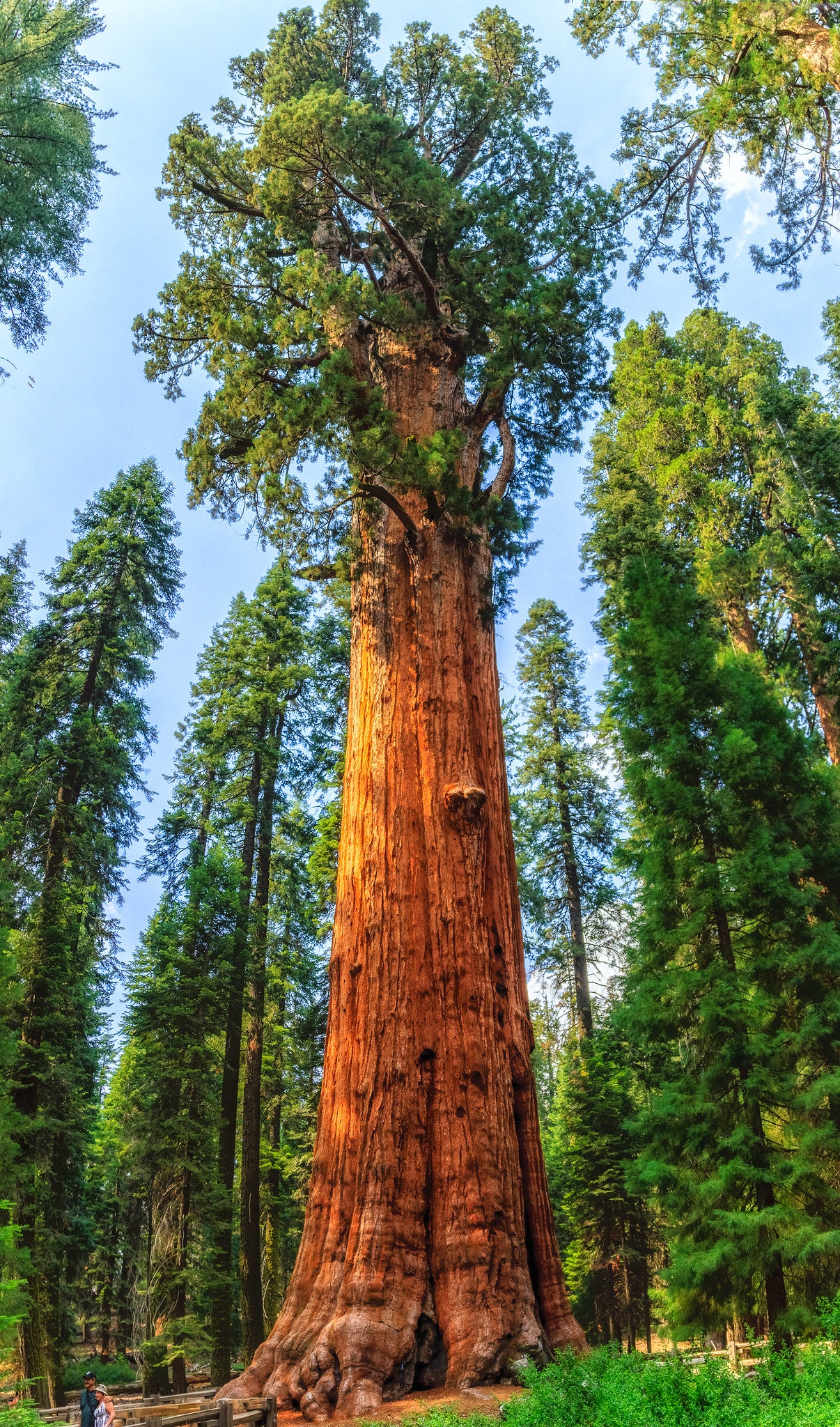 Giant Sequoia  Redwood  Sequoiadendron Giganteum  50 Seeds  USA Company