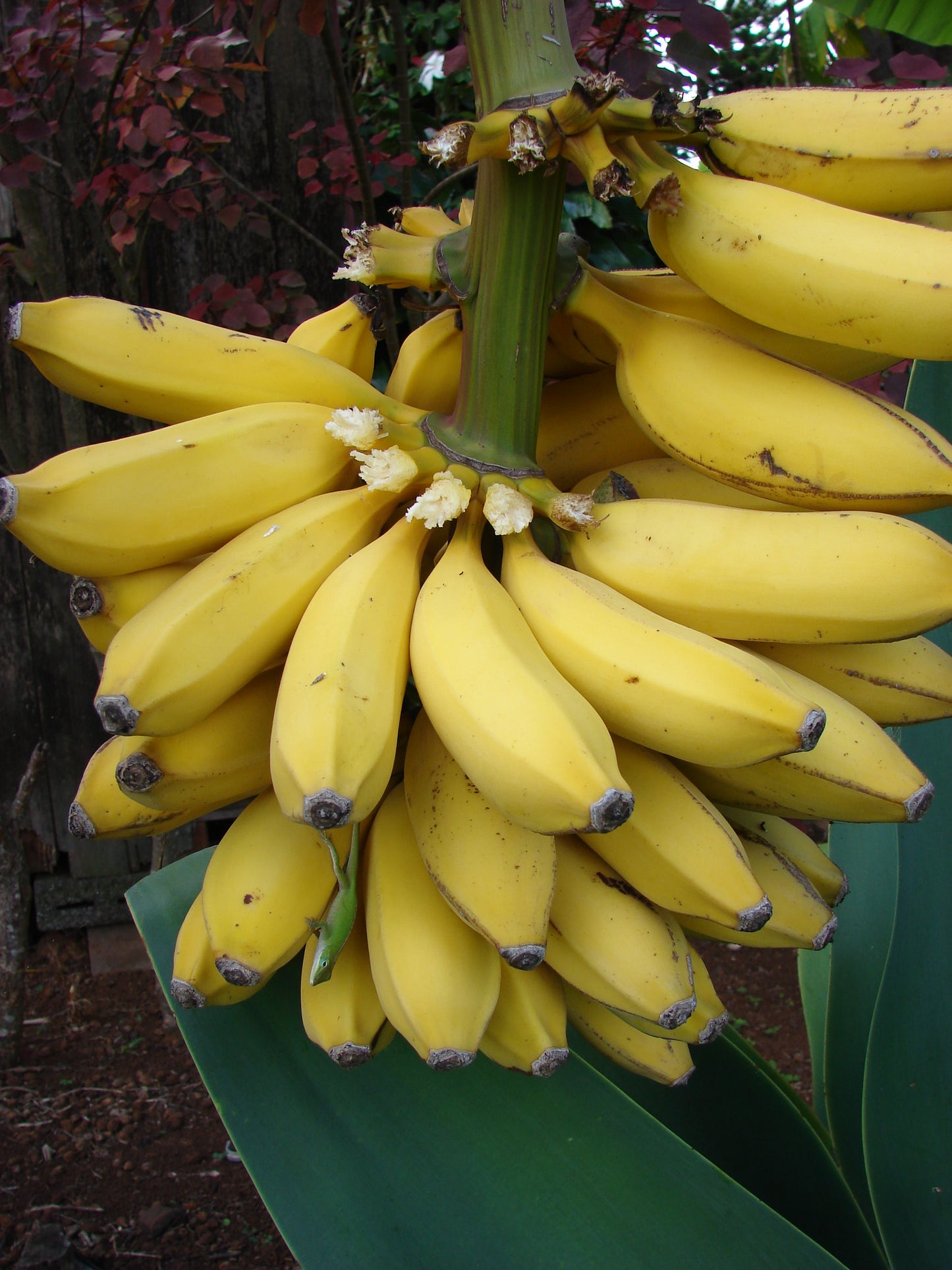 Wild Banana Musa acuminata 20 Seeds  USA Company