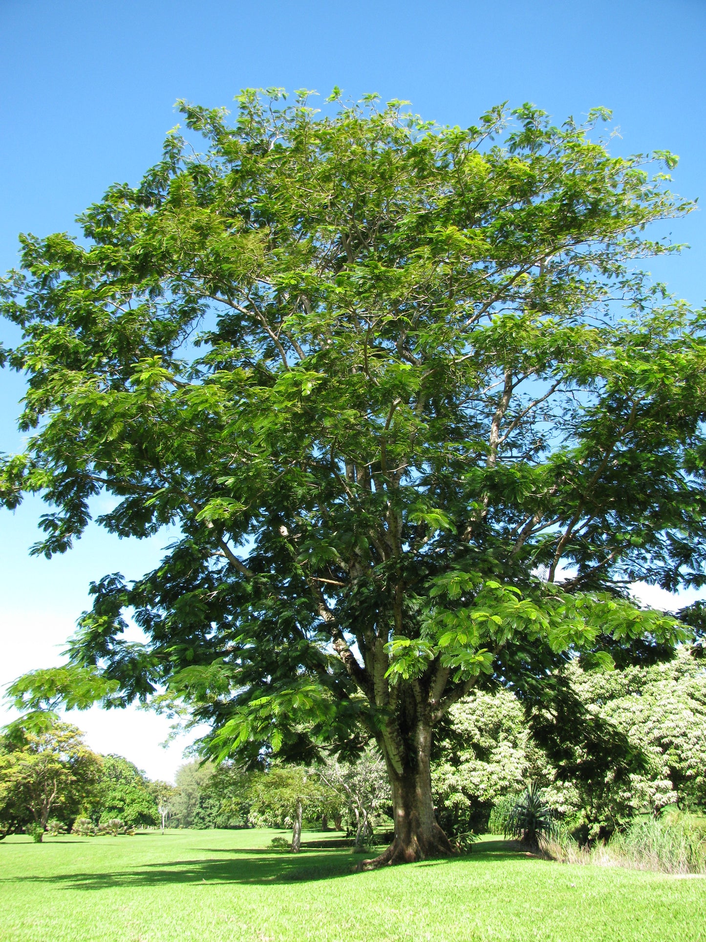 Tree Bean 5 Seeds Parkia timoriana