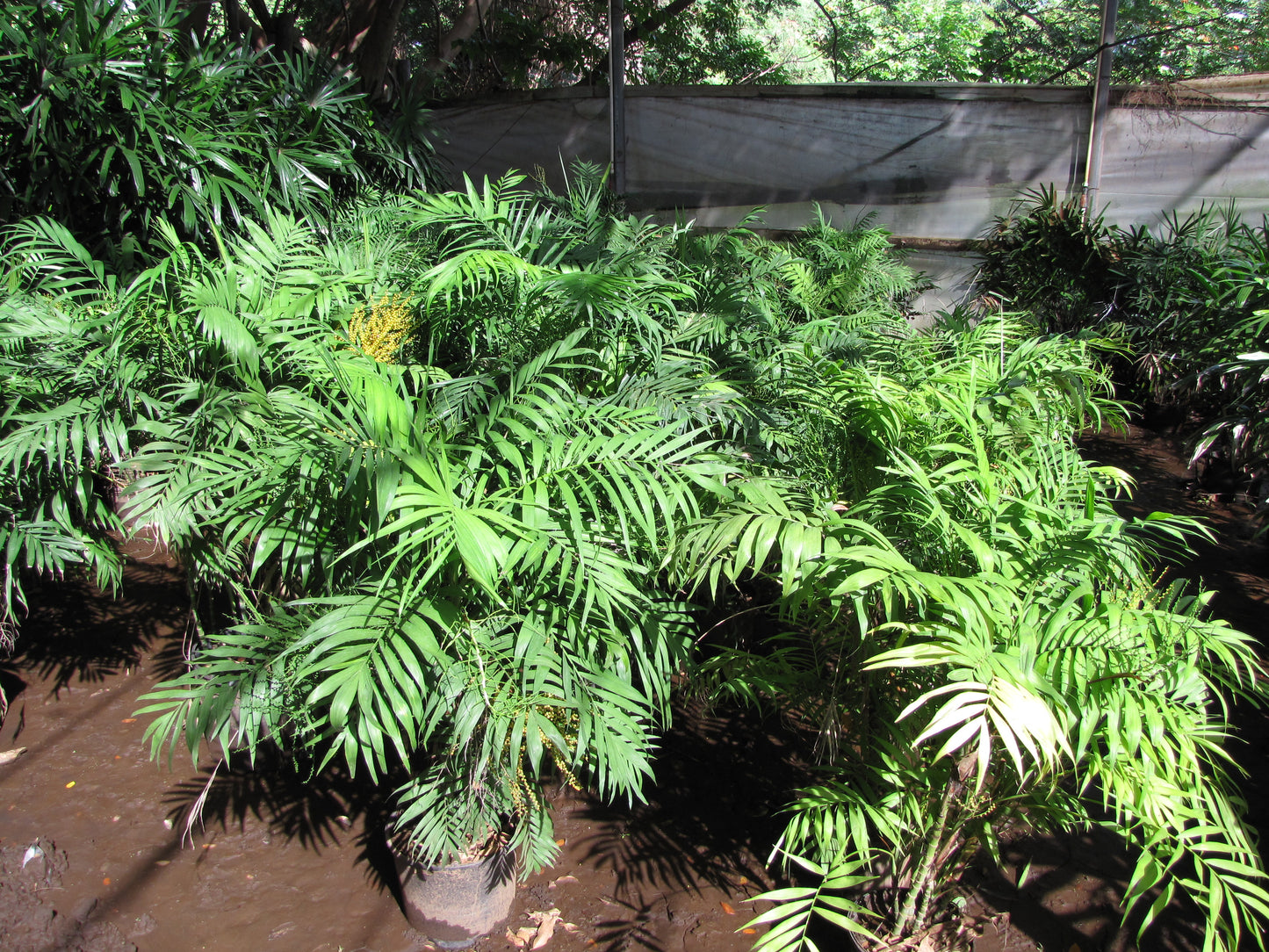 Parlor Palm Chamaedorea elegans 20 Seeds  USA Company