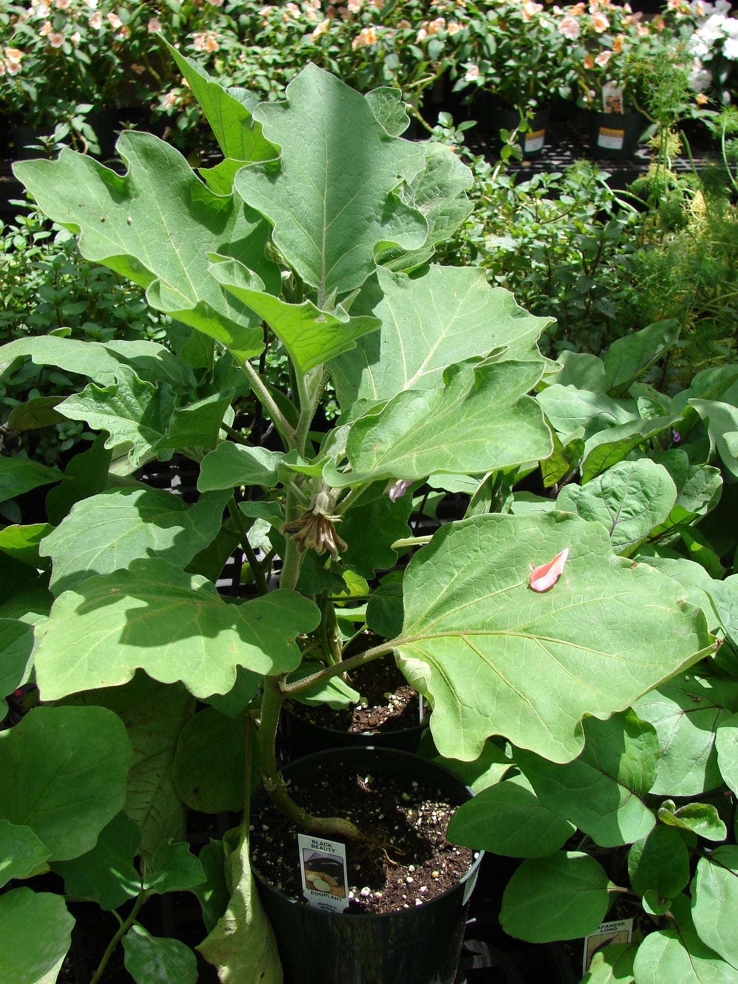 White Eggplant 50 Seeds Solanum melongena