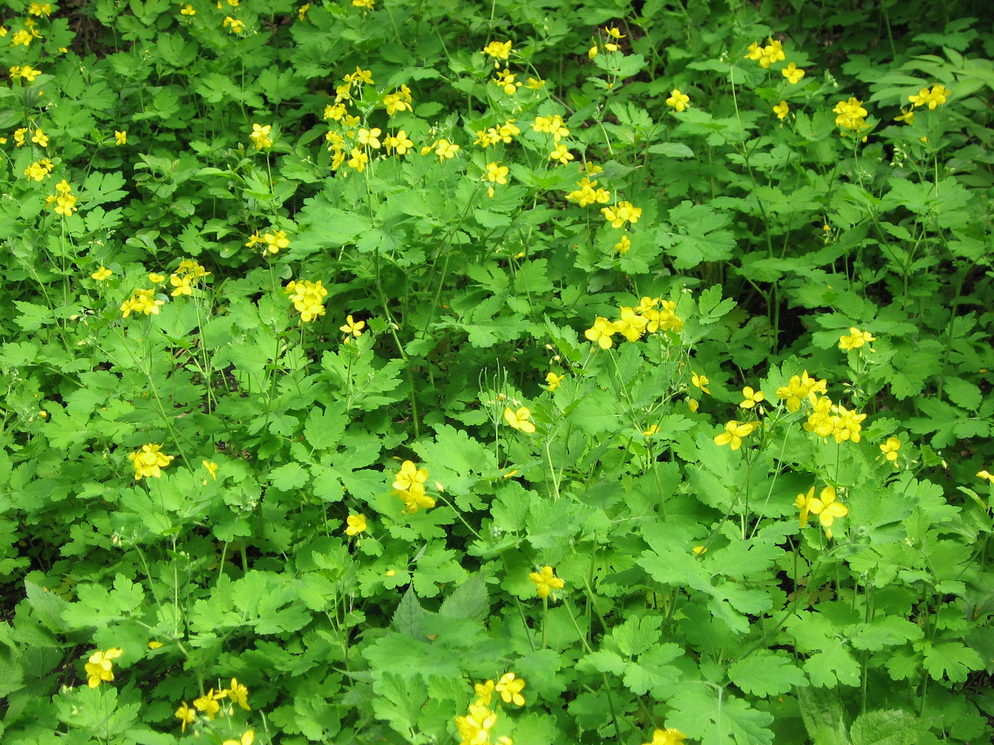 Greater Celandine Chelidonium majus 100 Seeds