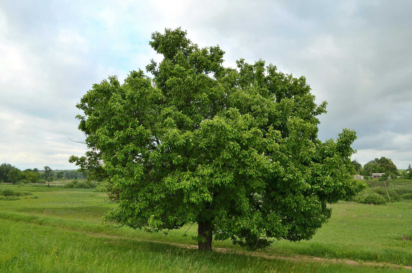 European Pear 10 Seeds Pyrus communis