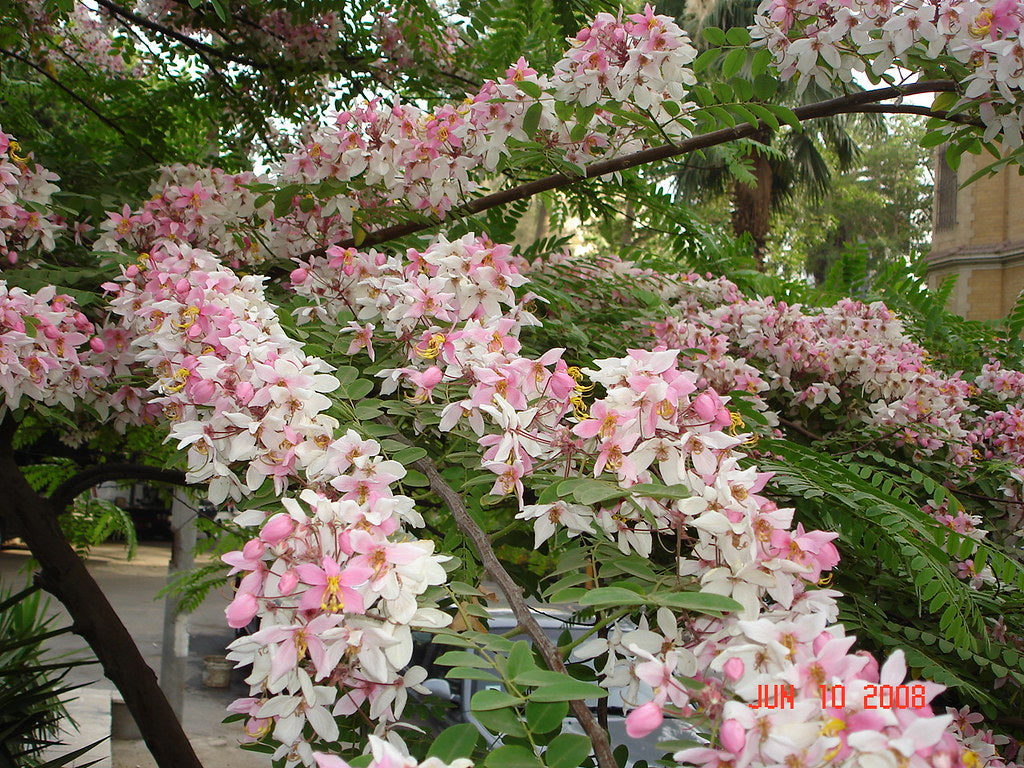 Java Cassia Pink Shower Tree Cassia javanica 20 Seeds  USA Company