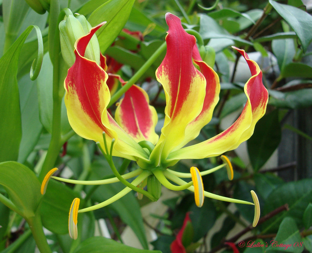 Gloriosa Lily Flame lily Gloriosa superba 20 Seeds  USA Company
