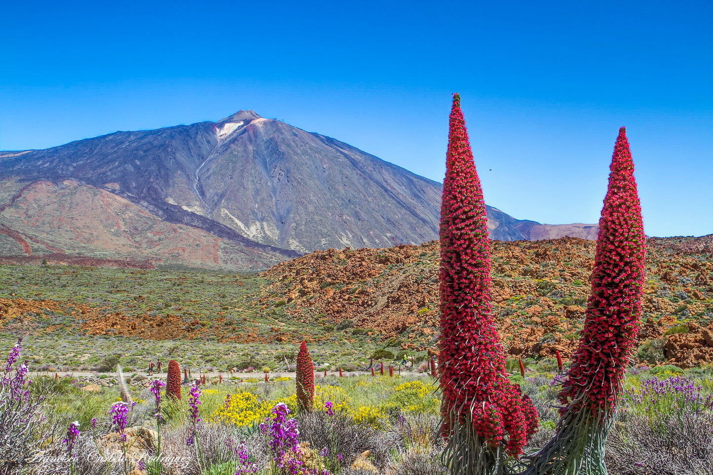 Tower of Jewels Echium wildpretii 100 Seeds