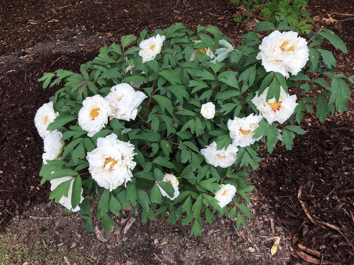 Tree Peony Paeonia suffruticosa 10 Seeds