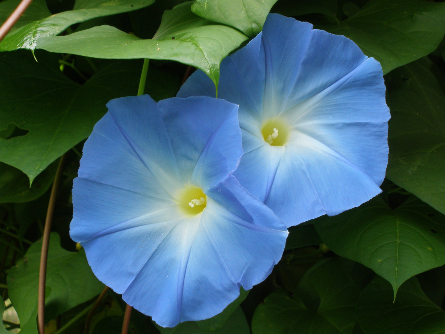 Heavenly Blue Morning Glory Ipomoea tricolor 20 Seeds  USA Company