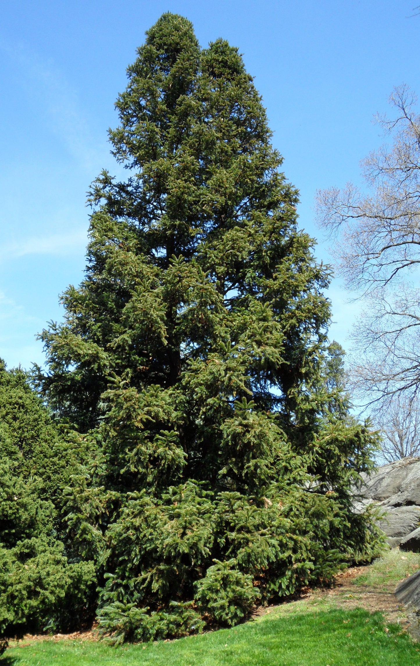 China Fir 100 Seeds Cunninghamia lanceolata