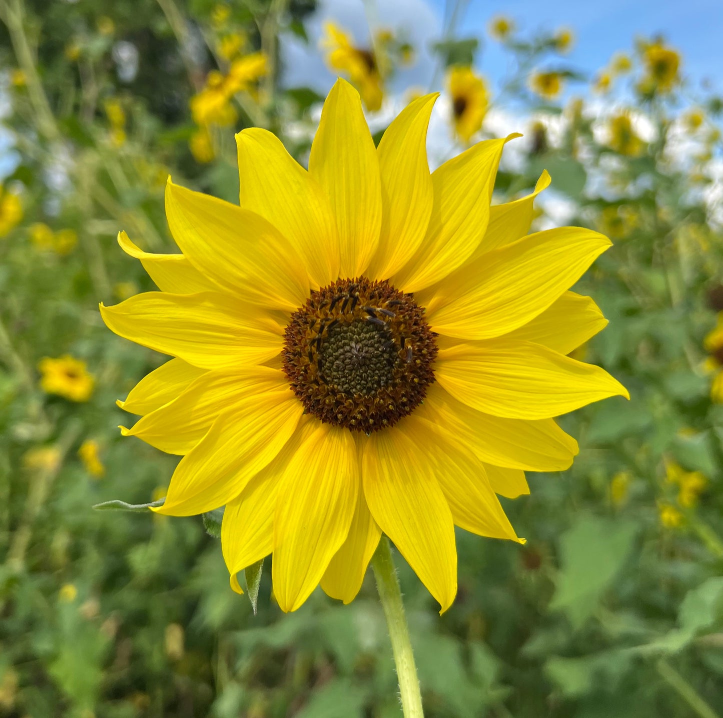Wild Sunflower Helianthus annuus 500 Seeds  USA Company