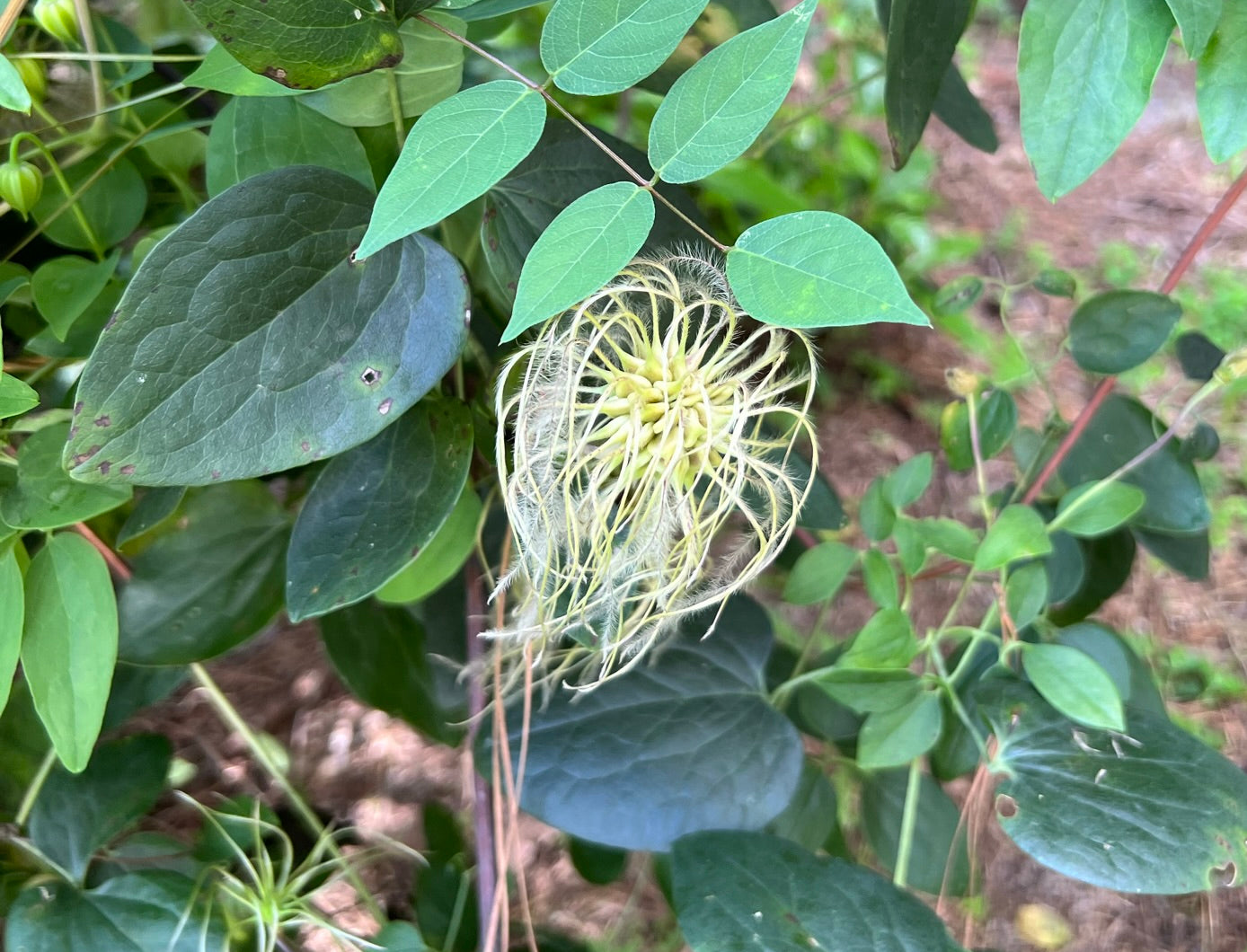 White Leaf Leather Flower 5 Seeds Clematis glaucophylla