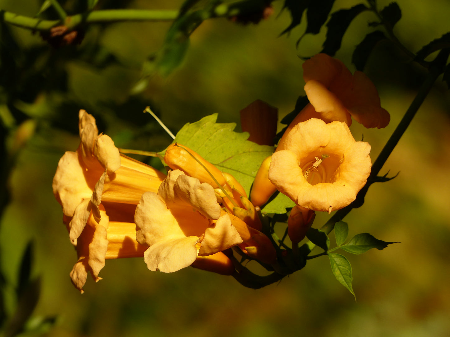 Yellow Trumpet Vine Campsis radicans 10 Seeds