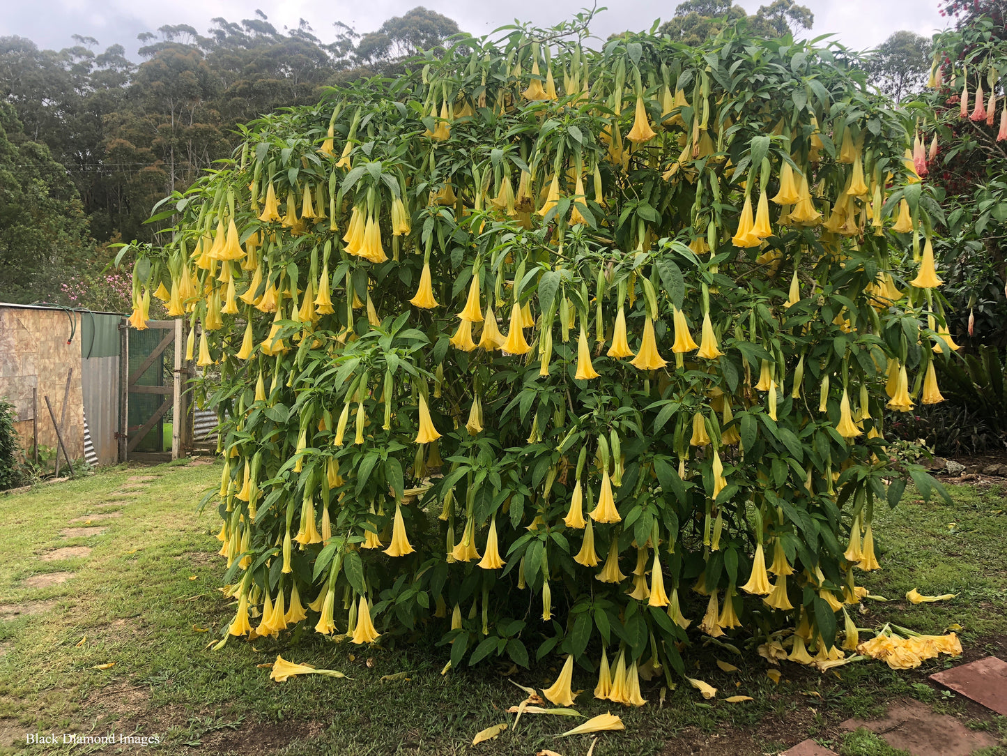 Yellow Angel's Trumpet 10 Seeds Brugmansia suaveolens