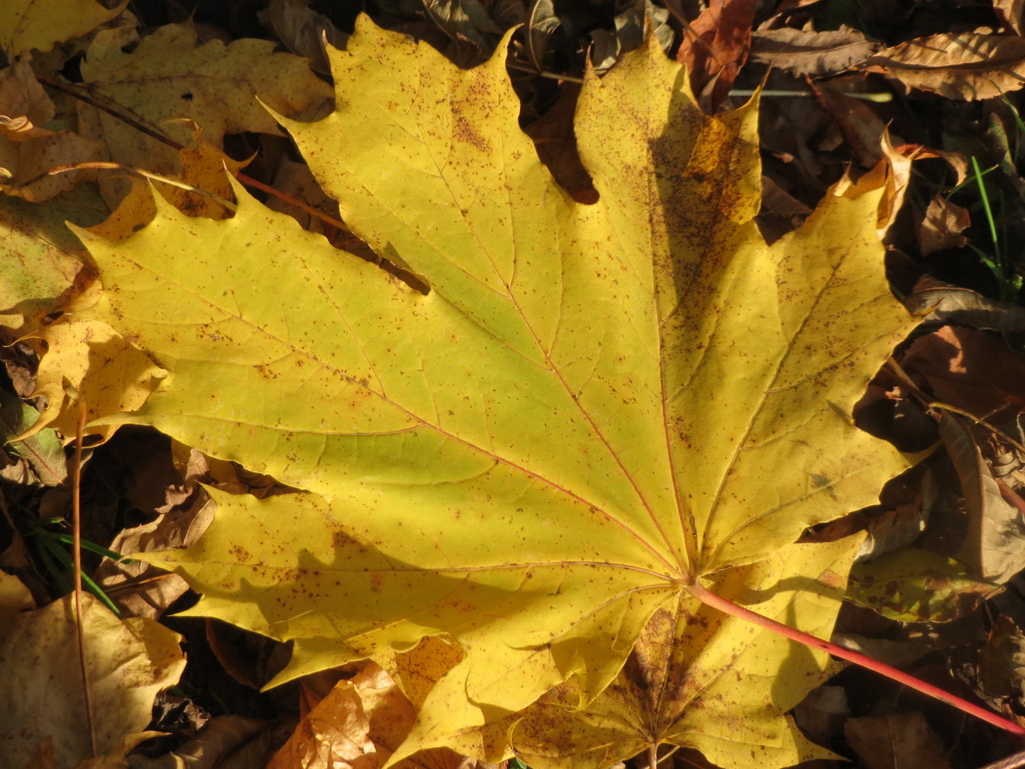 Norway Maple Acer platanoides 100 Seeds   USA Company