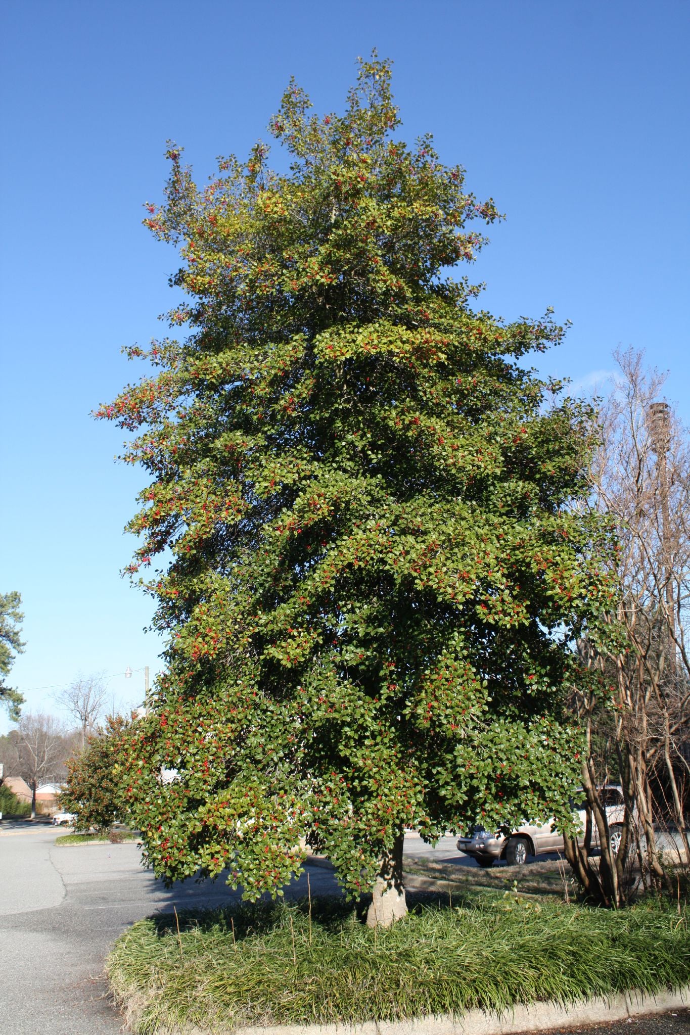 American Holly Ilex opaca 100 Seeds