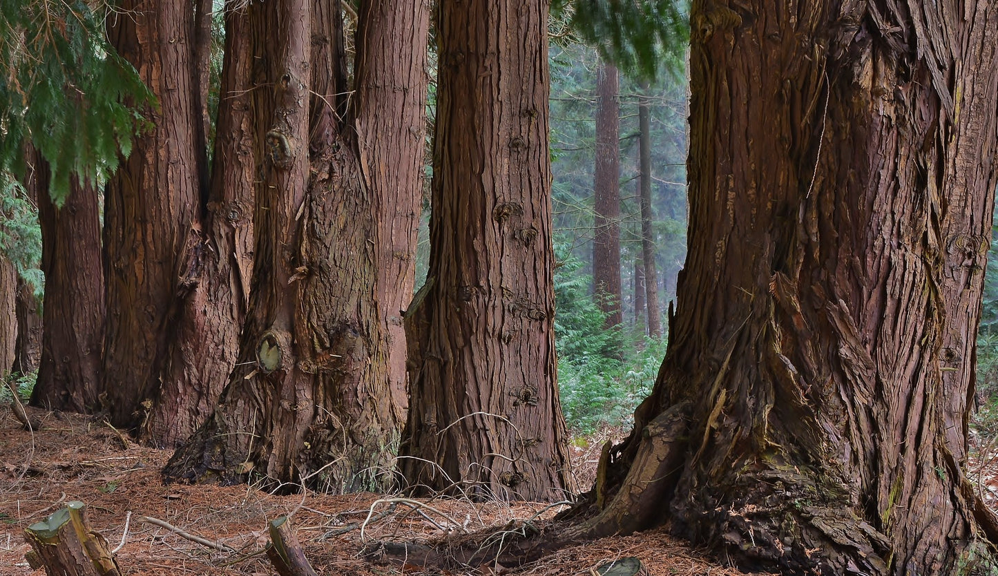 Western Redcedar Thuja plicata 20 Seeds
