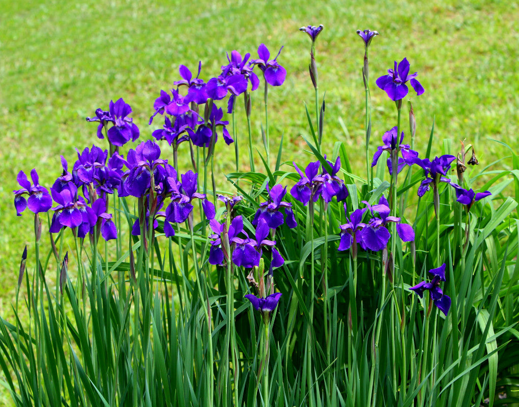 Purple Iris   Iris sibirica   100 Seeds  USA Company