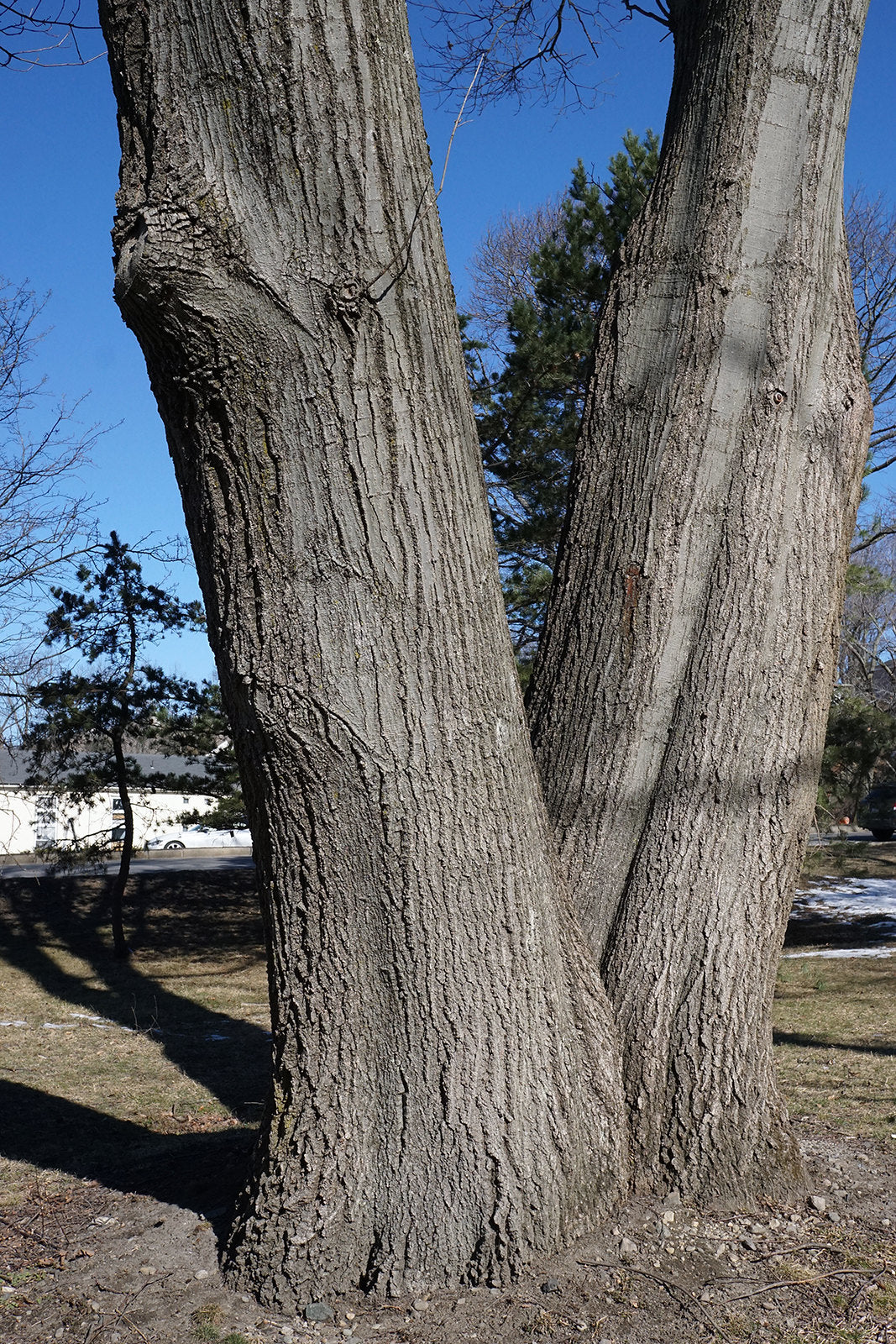 Red Oak 10 Seeds Quercus rubra