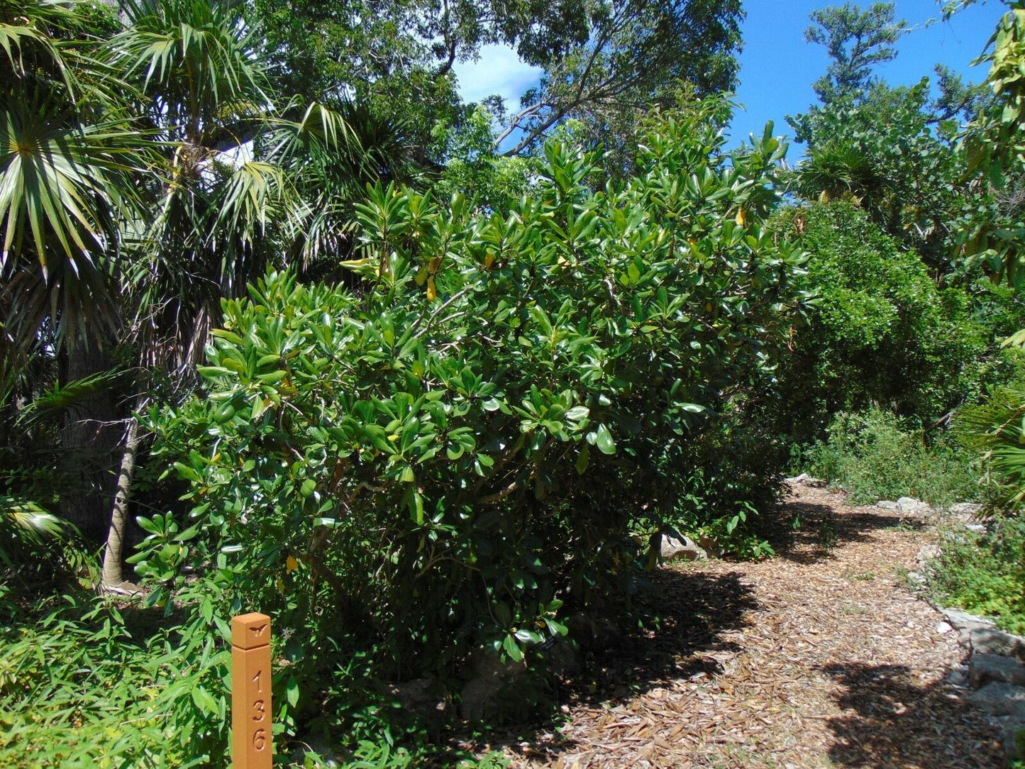 Seven Year Apple 10 Seeds Casasia clusiifolia