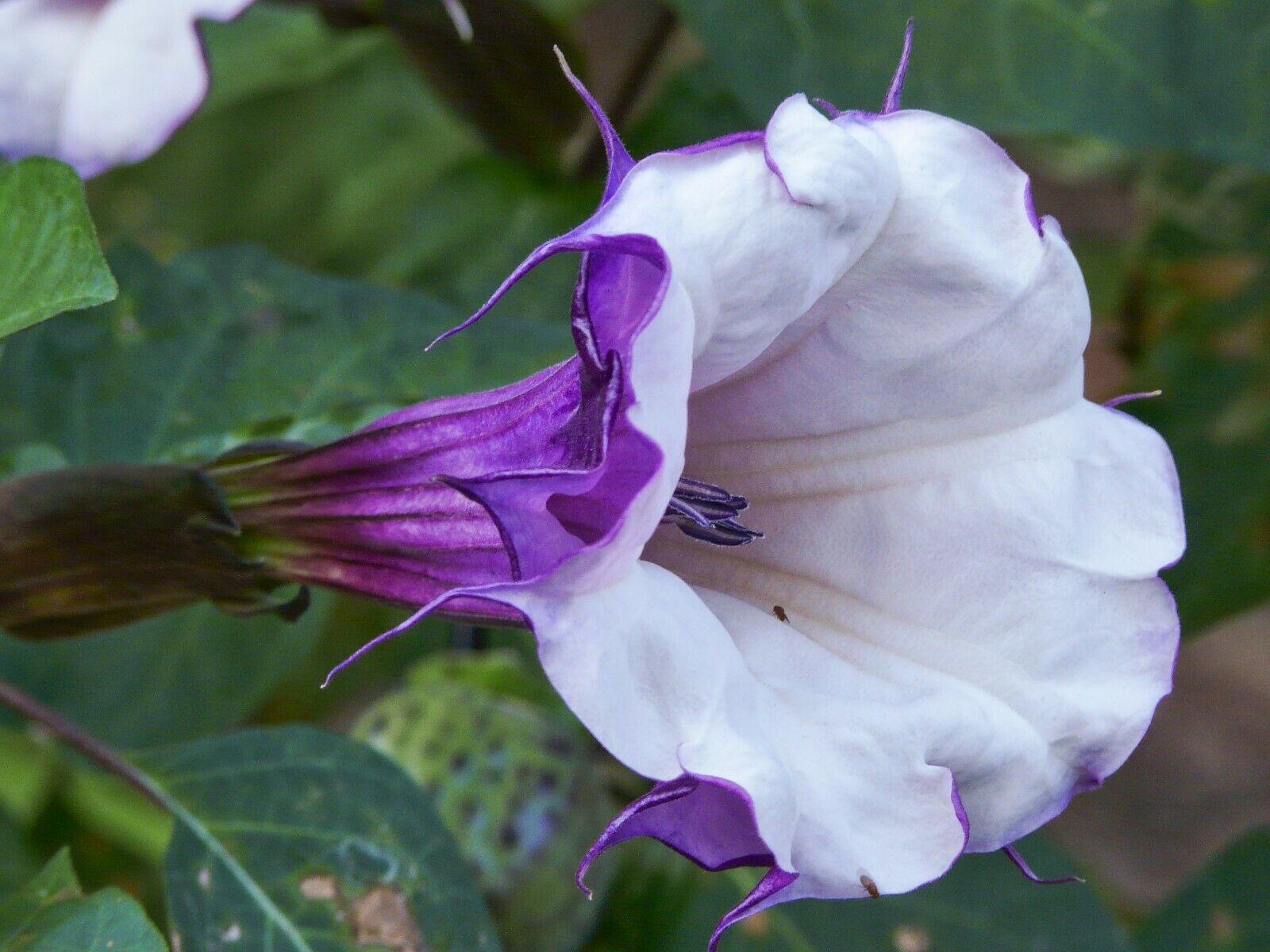 angel trumpet flower seeds Purple Angel's Trumpet 10 Seeds Datura metel – R&B Floridaseeds