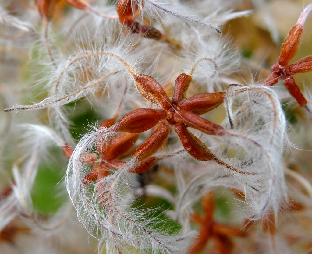 Sweet Autumn Clematis Clematis terniflora 20 Seeds
