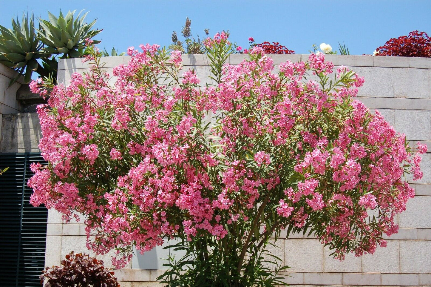 Light Pink Oleander Nerium oleander 20 Seeds