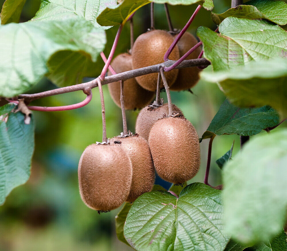 kiwi fruit plant seeds Kiwi Fruit Actinidia deliciosa 100 Seeds – R&B Floridaseeds