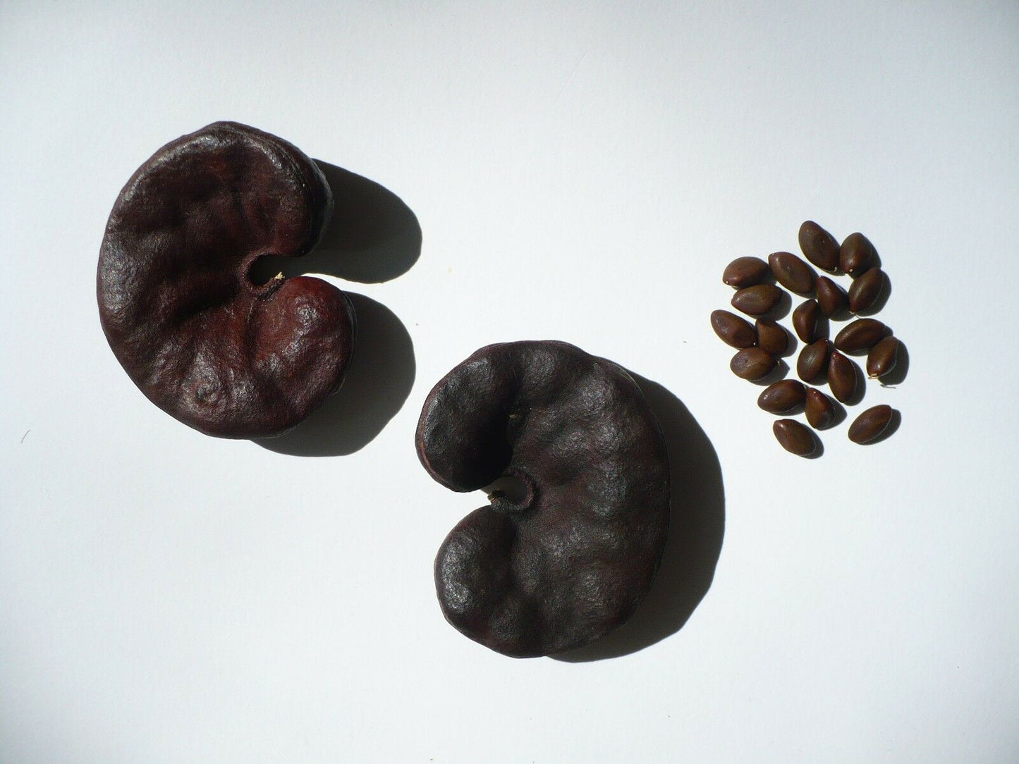 Monkey Earpod Tree Enterolobium contortisiliquum 20 Seeds