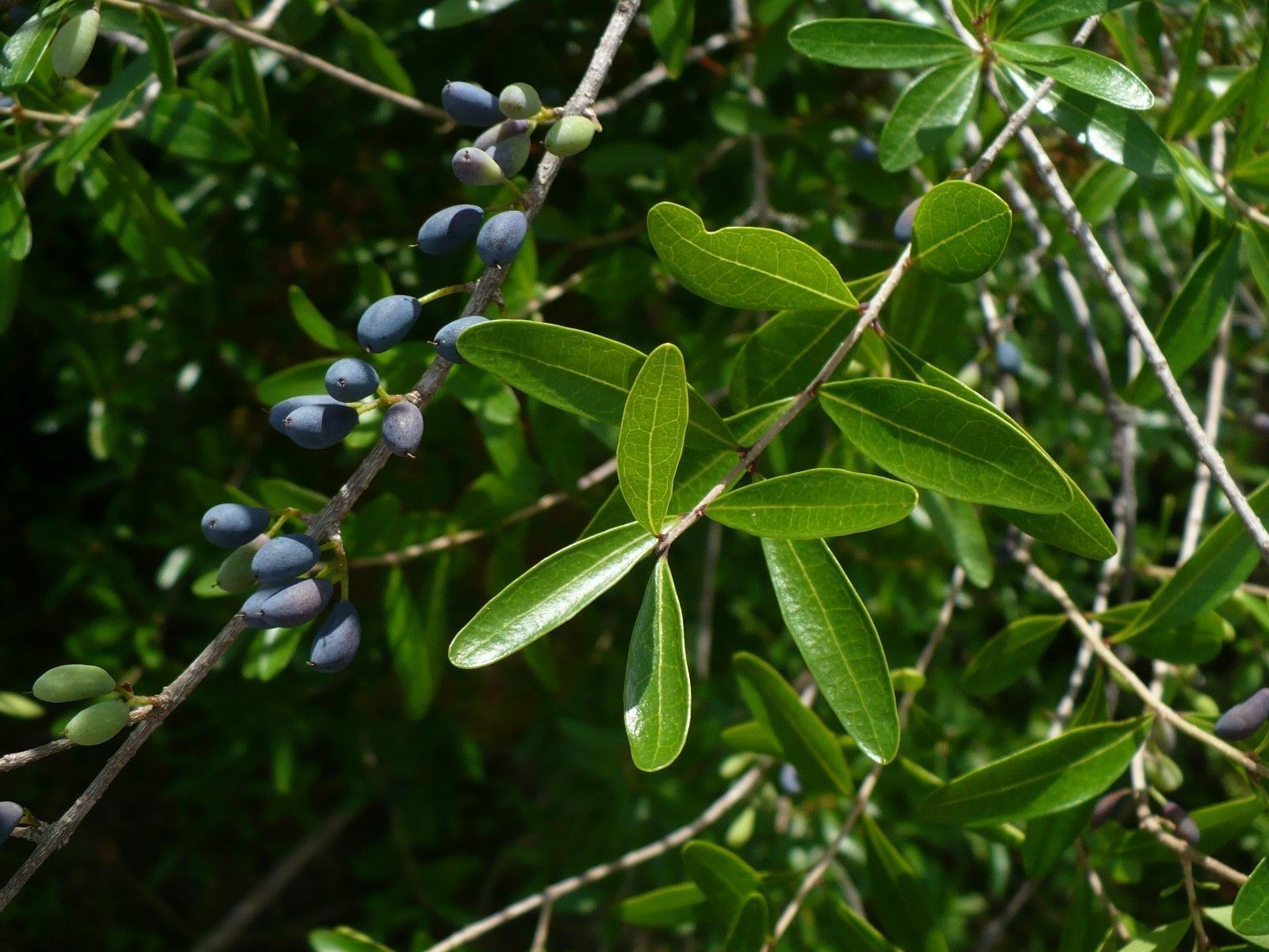 florida plant seeds Florida Privet 10 Seeds Forestiera segregata – R&B Floridaseeds