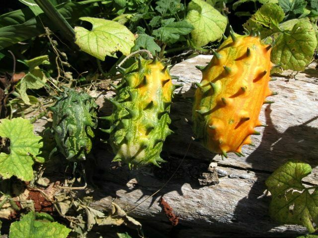 Horned Melon Kiwano Cucumis metuliferus 20 Seeds  USA Company