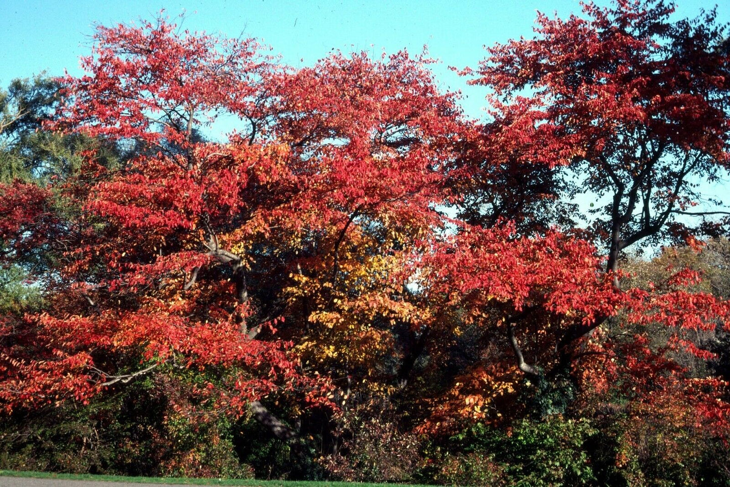 Downy Serviceberry Amelanchier arborea 20 Seeds