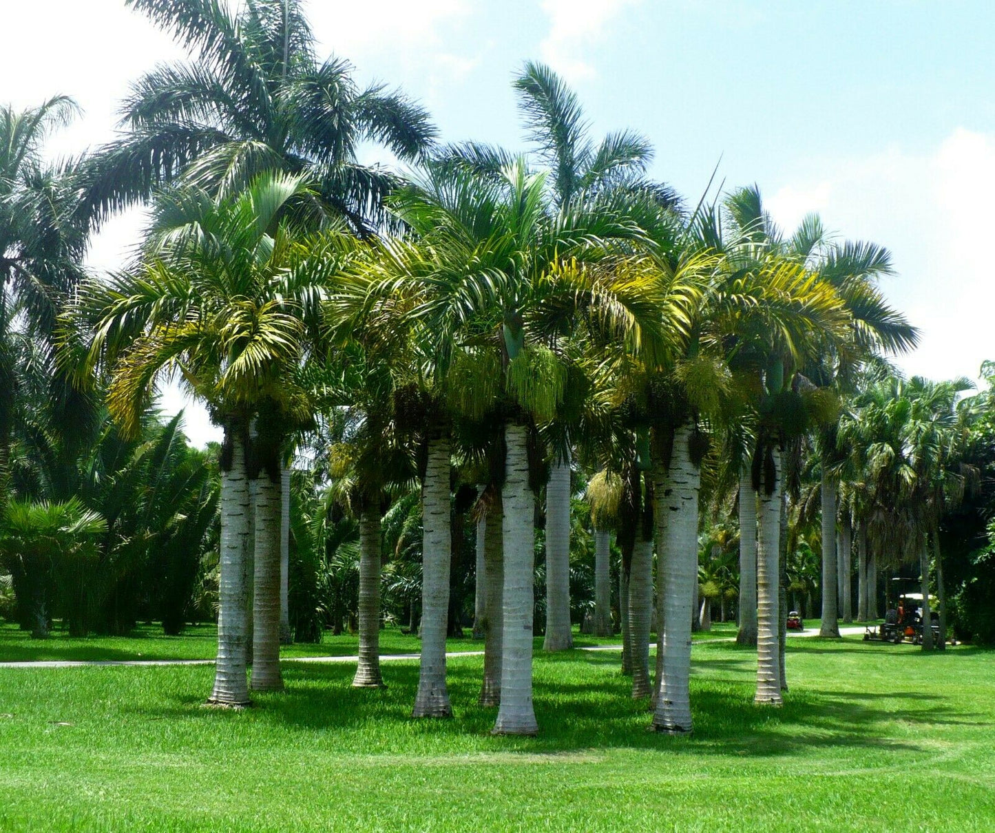 Spindle Palm Hyophorbe verschaffeltii 20 Seeds  USA Company