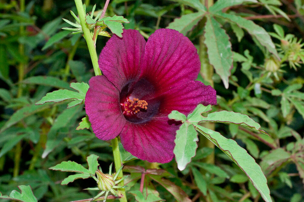 Monarch Rosemallow 15 Seeds Hibiscus radiatus