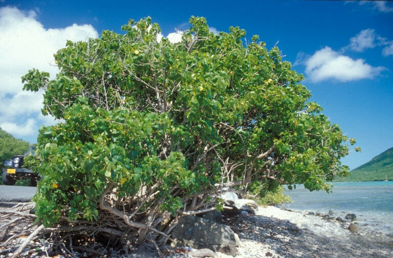 Seaside Mahoe Portia Tree Thespesia populnea 20 Seeds