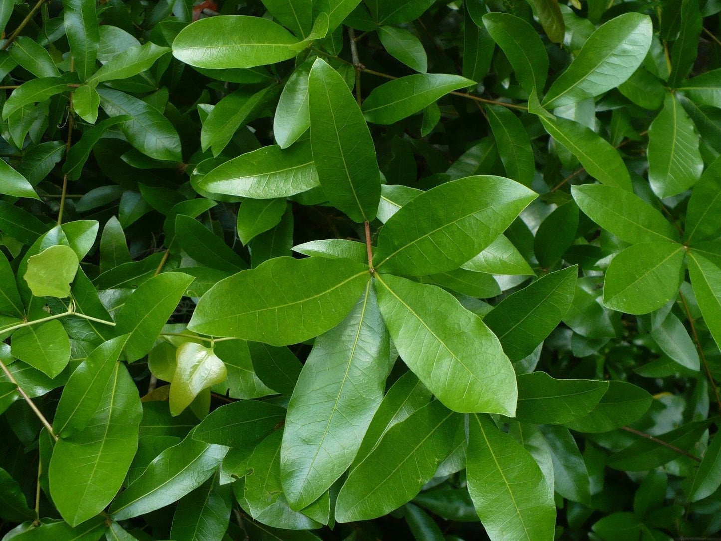 Laurel Oak Quercus laurifolia 20 Seeds   USA Company