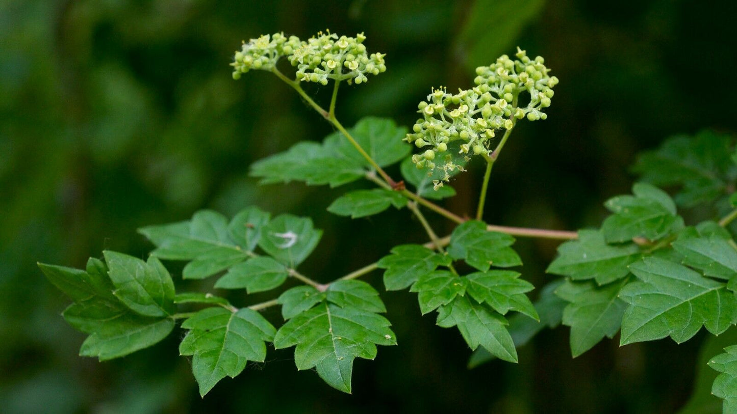 Peppervine Ampelopsis arborea 100 Seeds