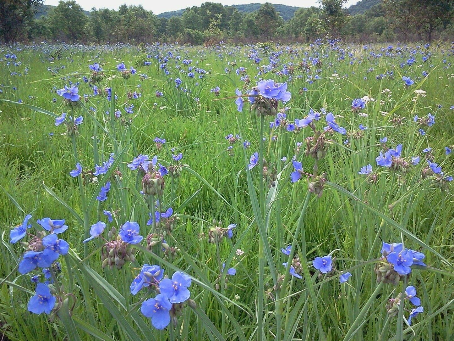 Ohio Spiderwort 100 Seeds Tradescantia ohiensis