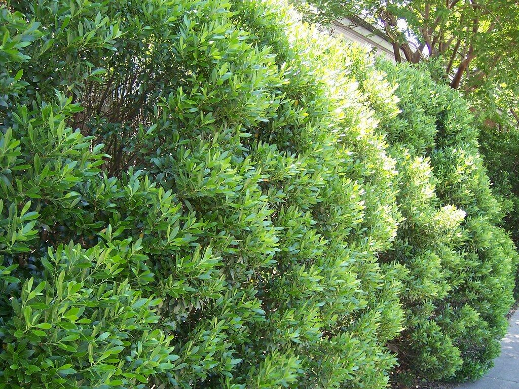 Gallberry Inkberry Ilex glabra 20 Seeds