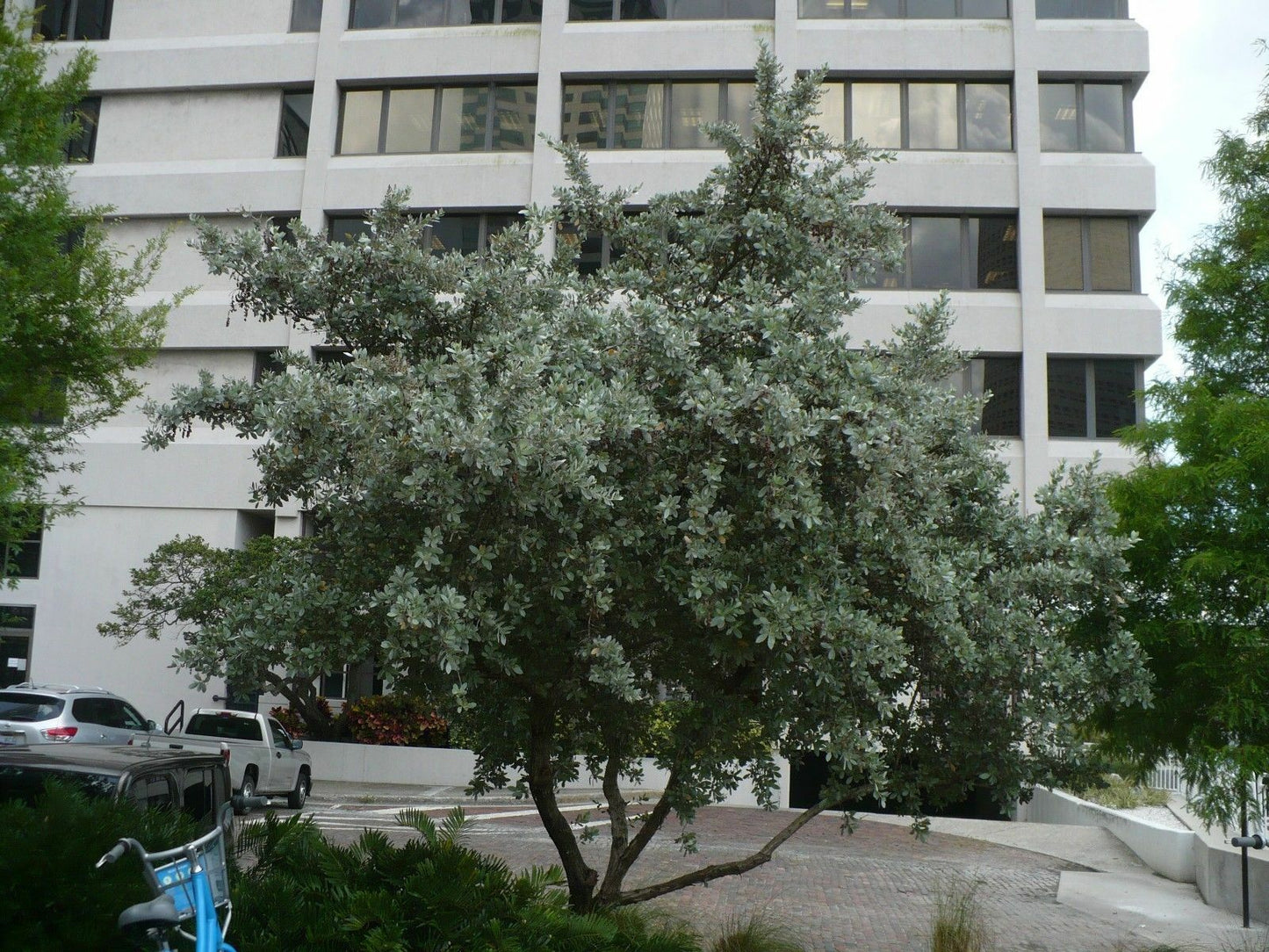 Silver Buttonwood 100 Seeds Conocarpus erectus