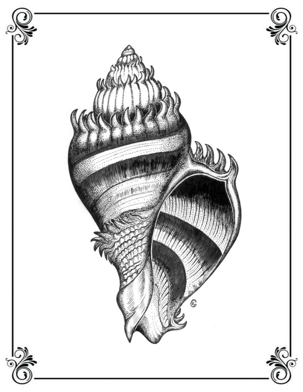 Print of an Illustration of the Florida Crown Conch