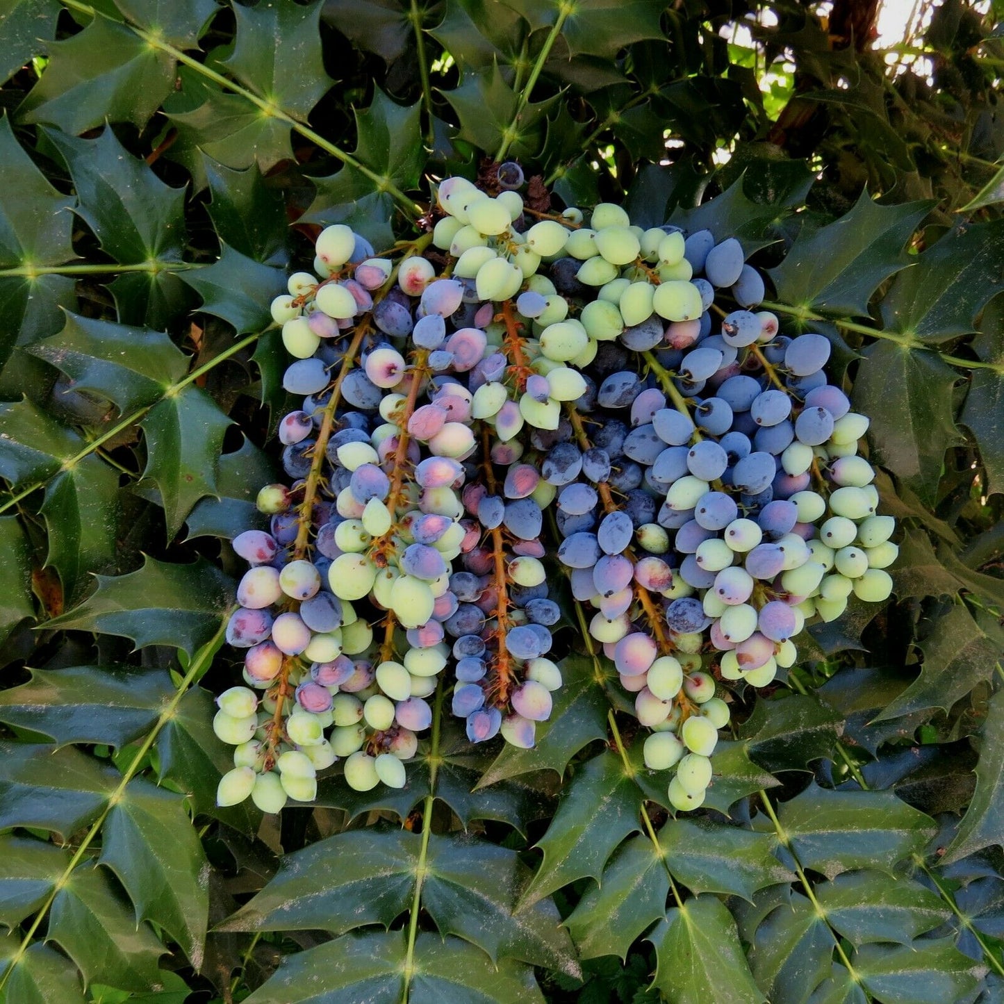 Oregon Grape Mahonia aquifolium 20 Seeds   USA Company