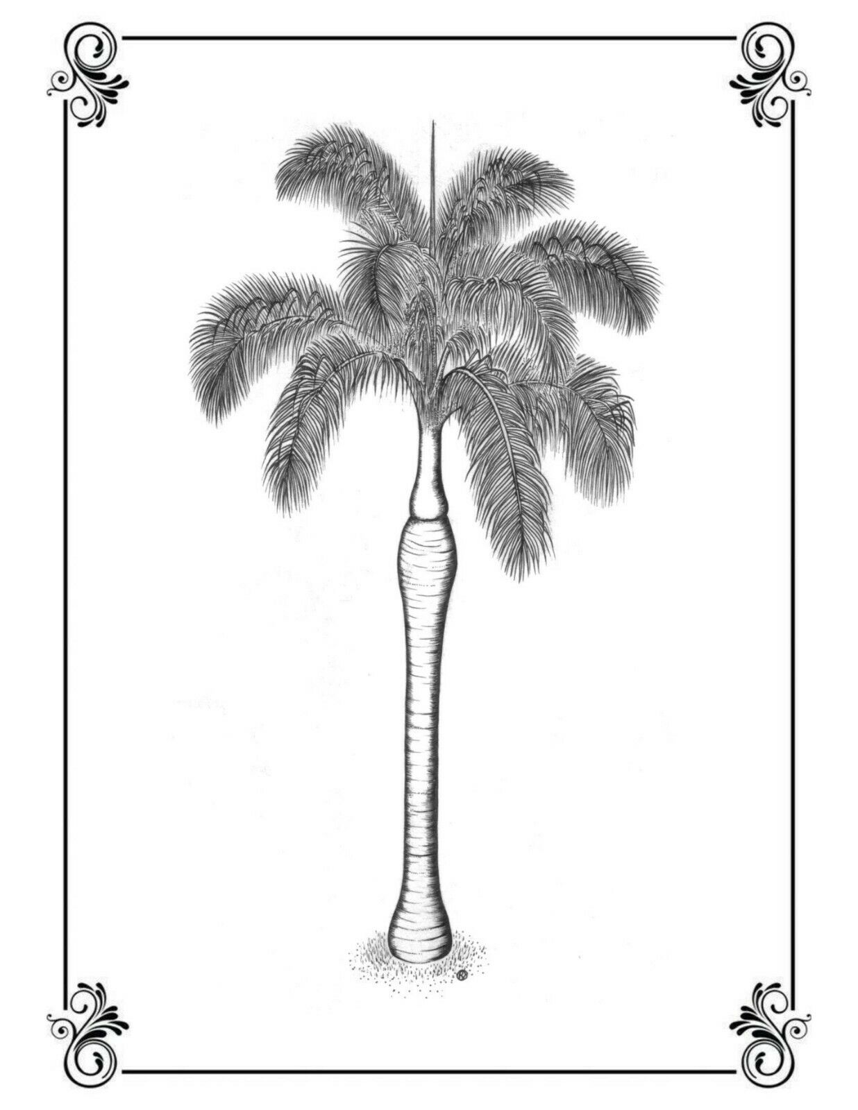 Royal Palm Roystonea regia Print